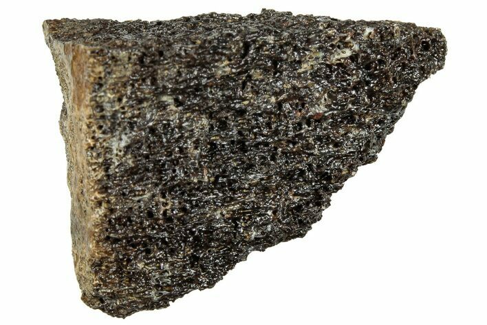 Fossil Tyrannosaur (T rex) Bone Section - Wyoming #313957